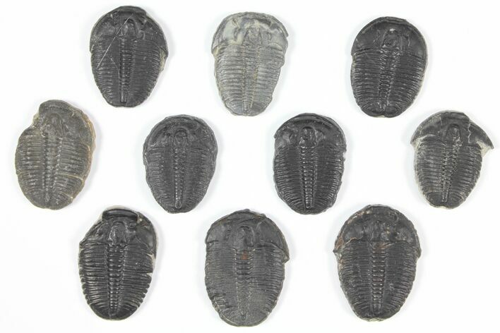 Lot: Elrathia Trilobites - Pieces #92078